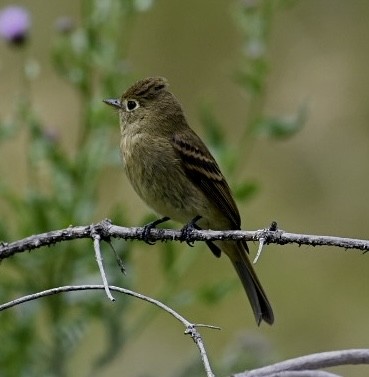 Western Flycatcher (Cordilleran) - ML603025021