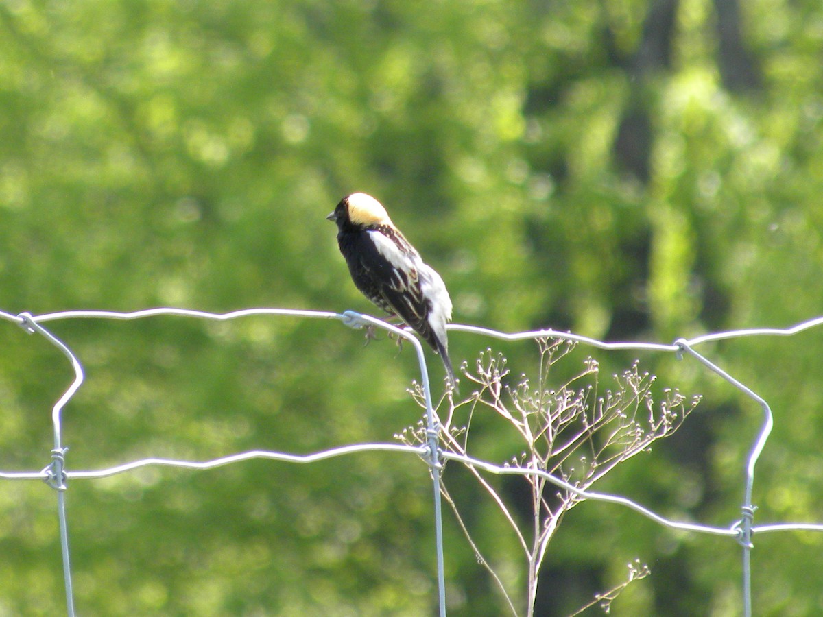 bobolink americký - ML60302561