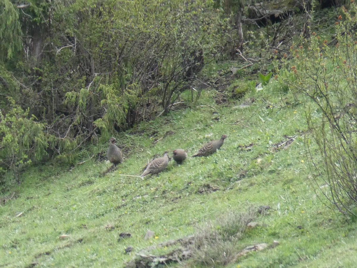 Chestnut-throated Monal-Partridge - ML603026501