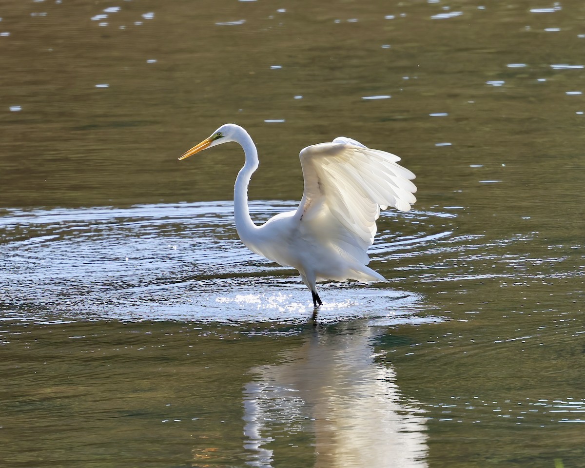 Great Egret - Debbie Kosater