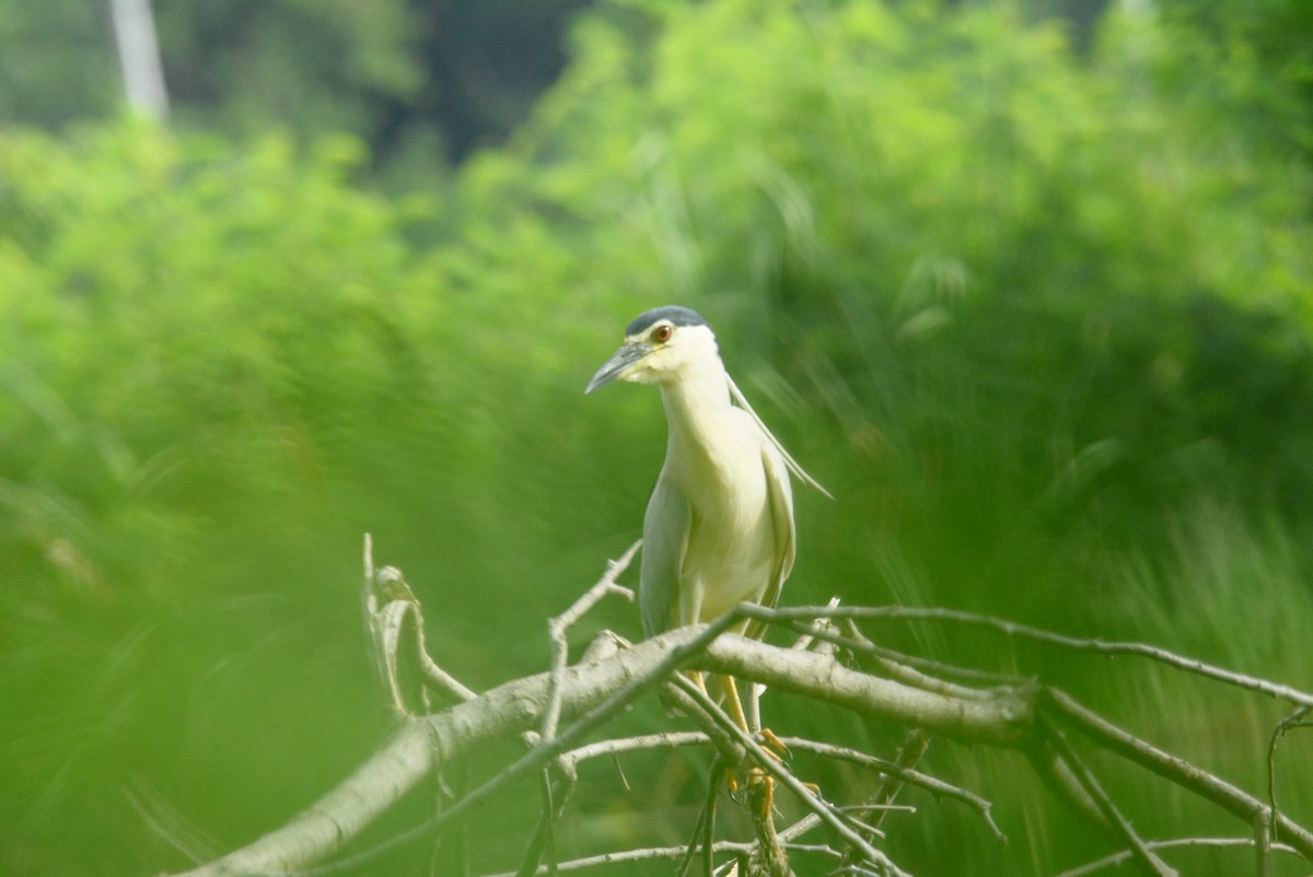 Black-crowned Night Heron - ML60302781