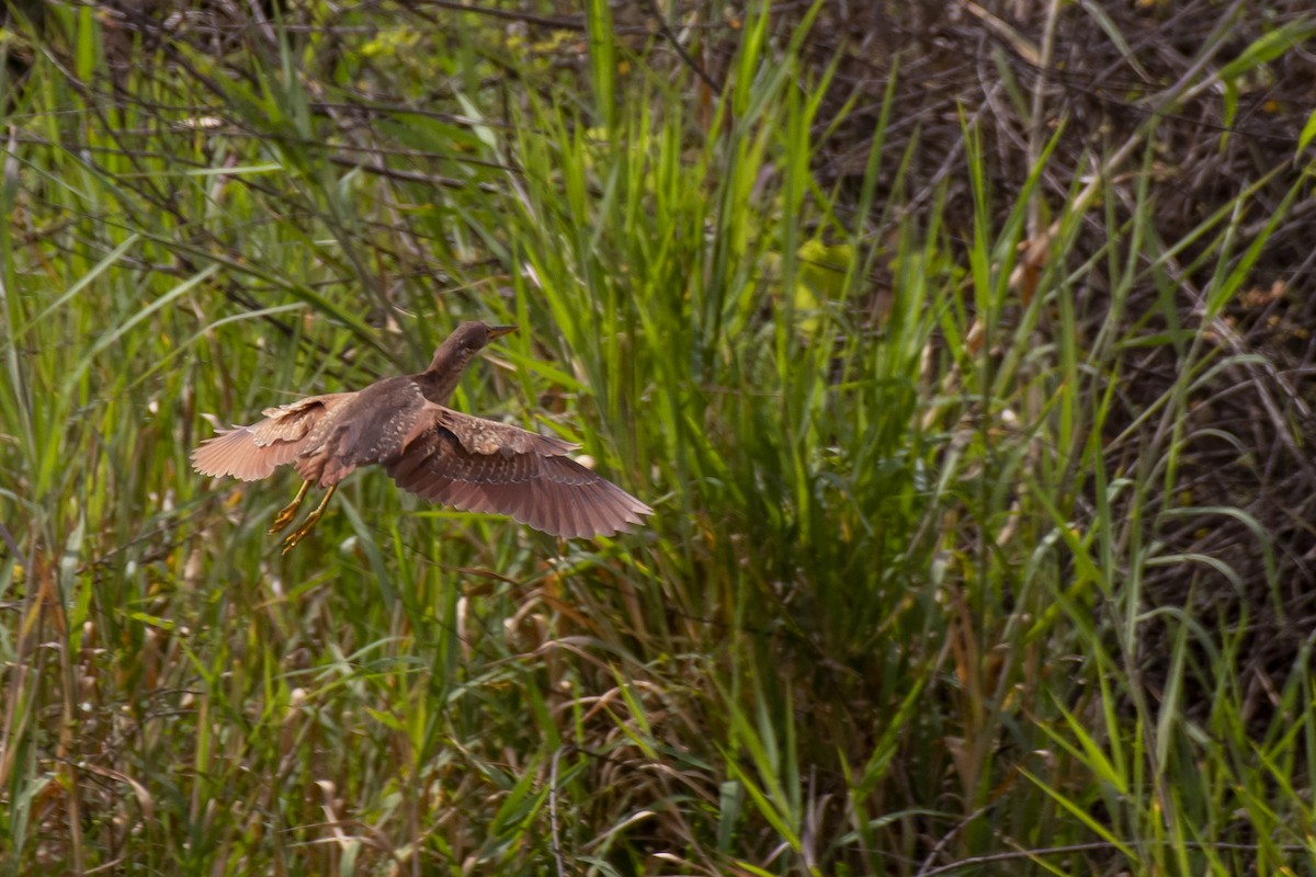 Cinnamon Bittern - ML603028061