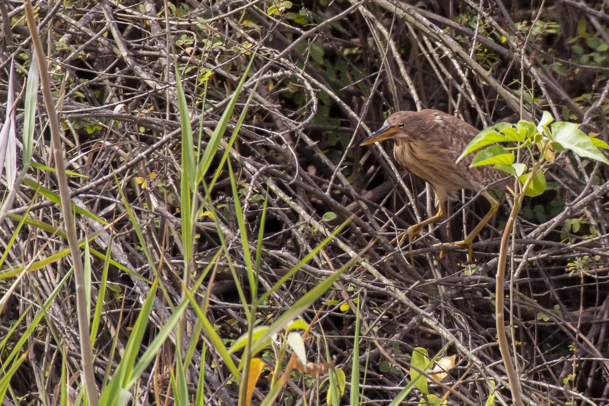 Cinnamon Bittern - ML603028071