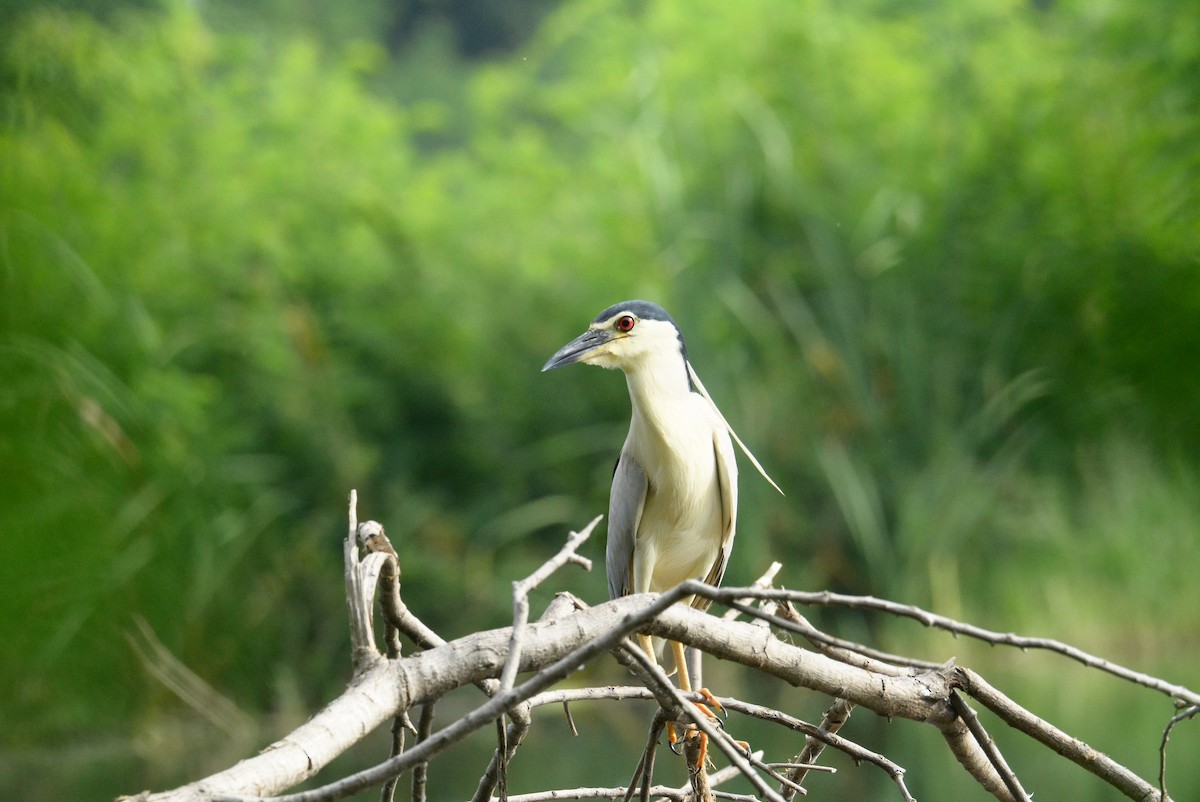 Black-crowned Night Heron - ML60302811