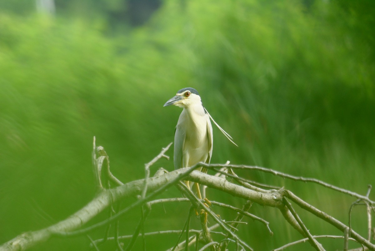 Black-crowned Night Heron - Santi St