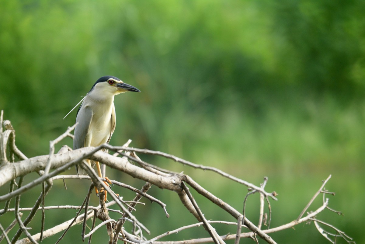 Black-crowned Night Heron - ML60302851