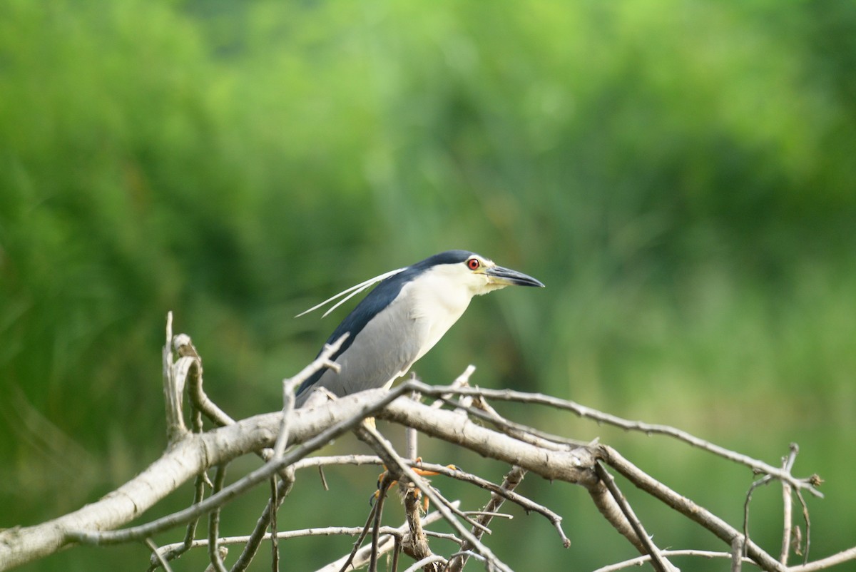 Black-crowned Night Heron - ML60302861