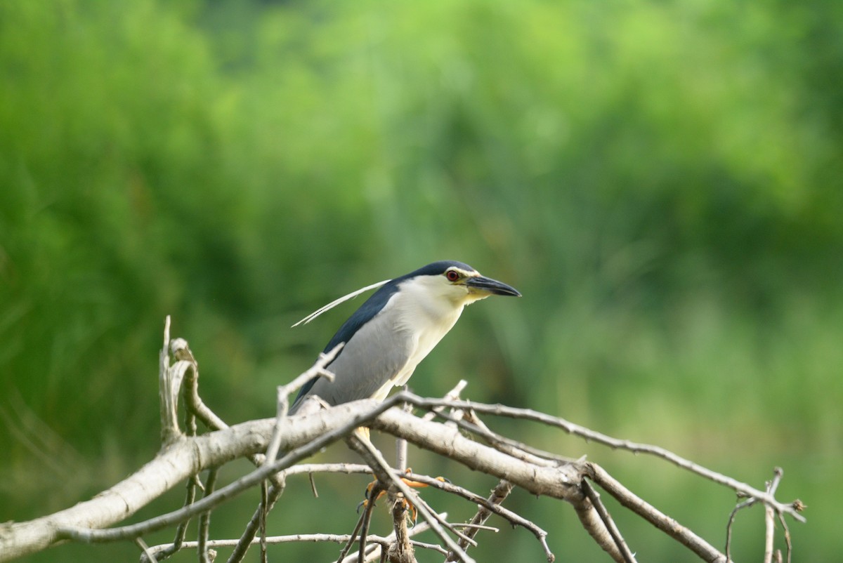 Black-crowned Night Heron - Santi St