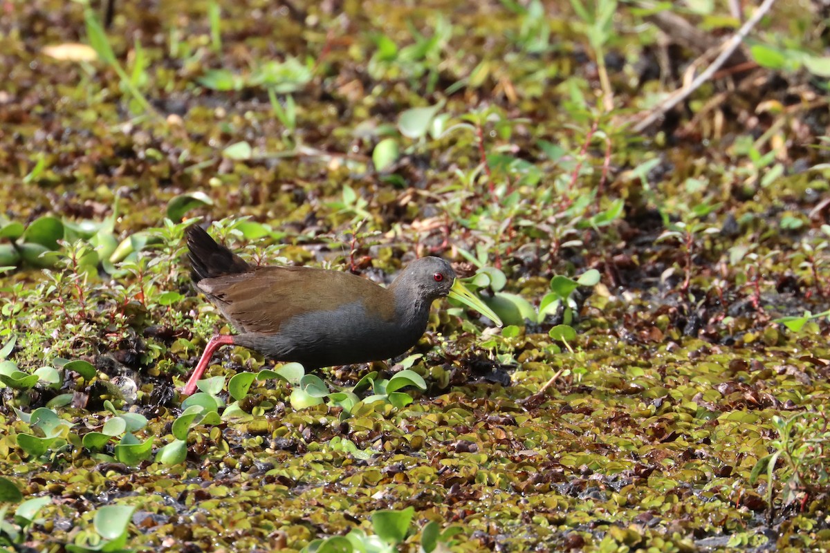 Slaty-breasted Wood-Rail - John van Dort