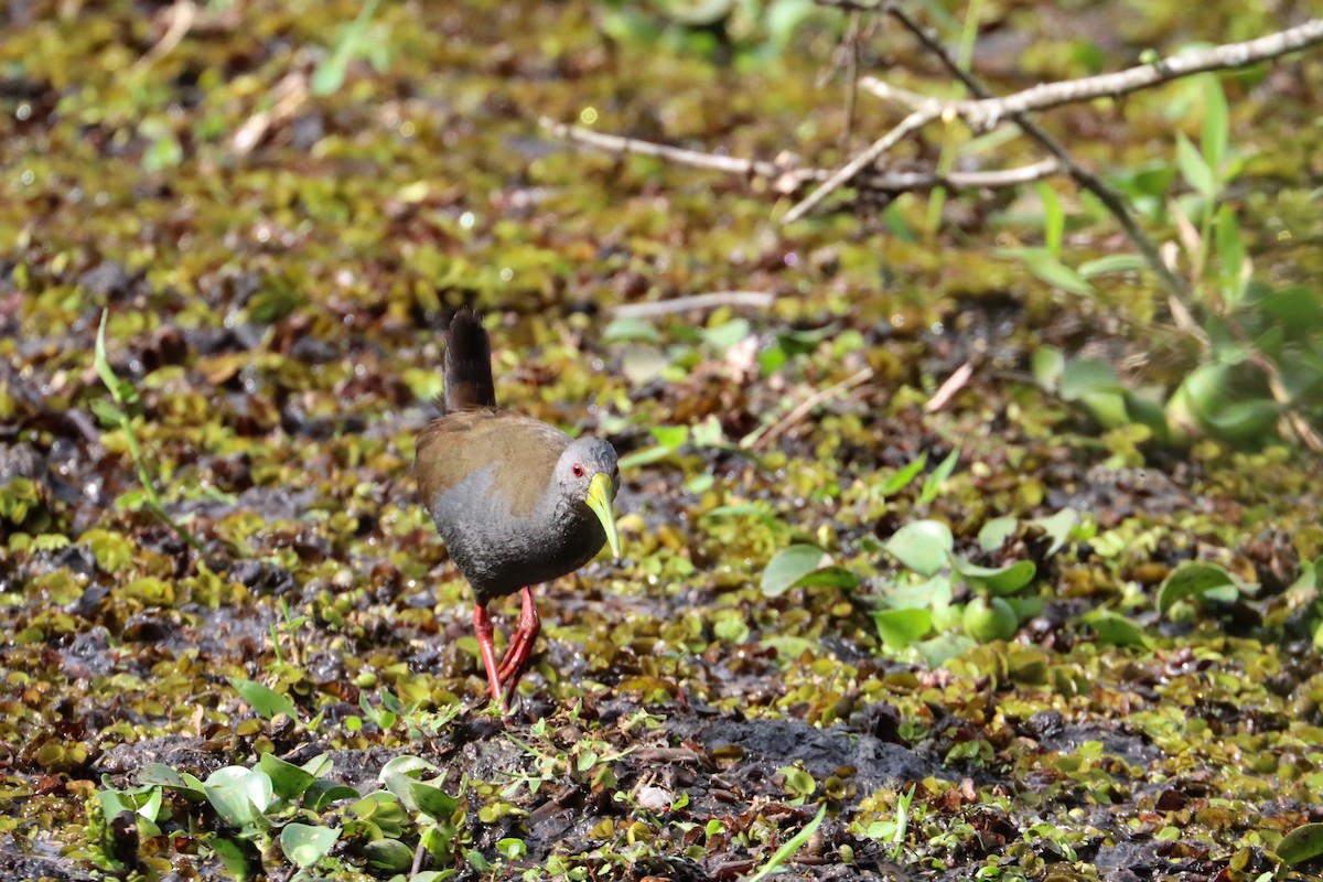 Slaty-breasted Wood-Rail - ML603030291