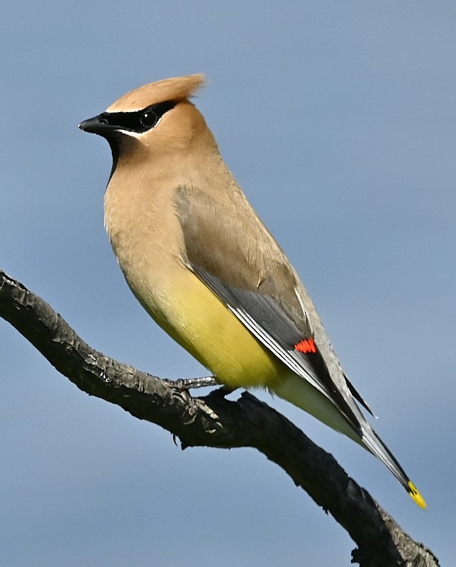 Cedar Waxwing - ML603030681