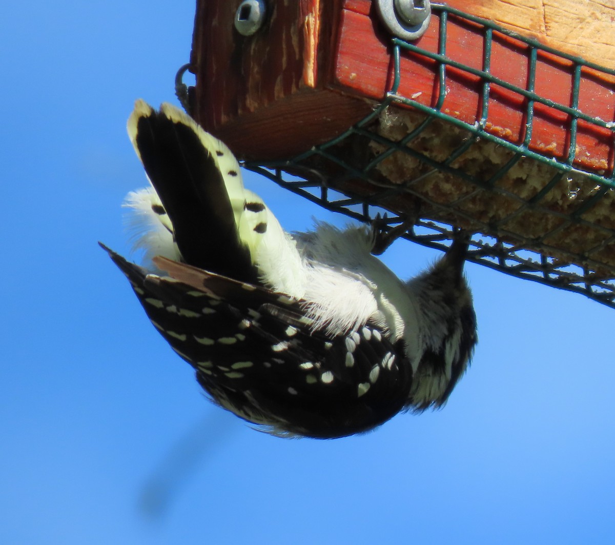 Downy Woodpecker - ML603031711