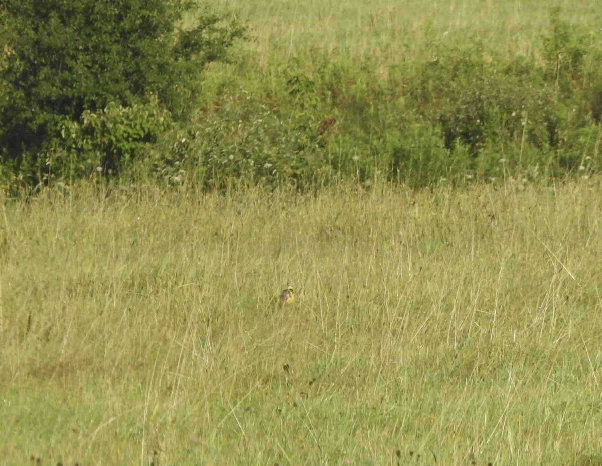 Eastern Meadowlark - Cat Abbott