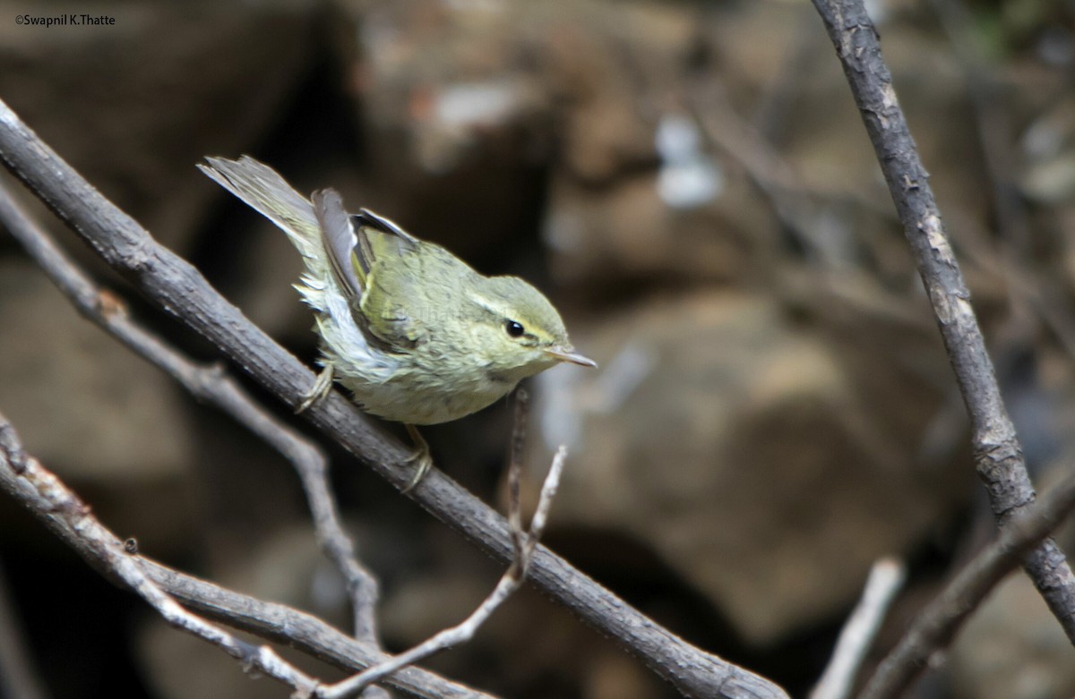 Green Warbler - ML60303211