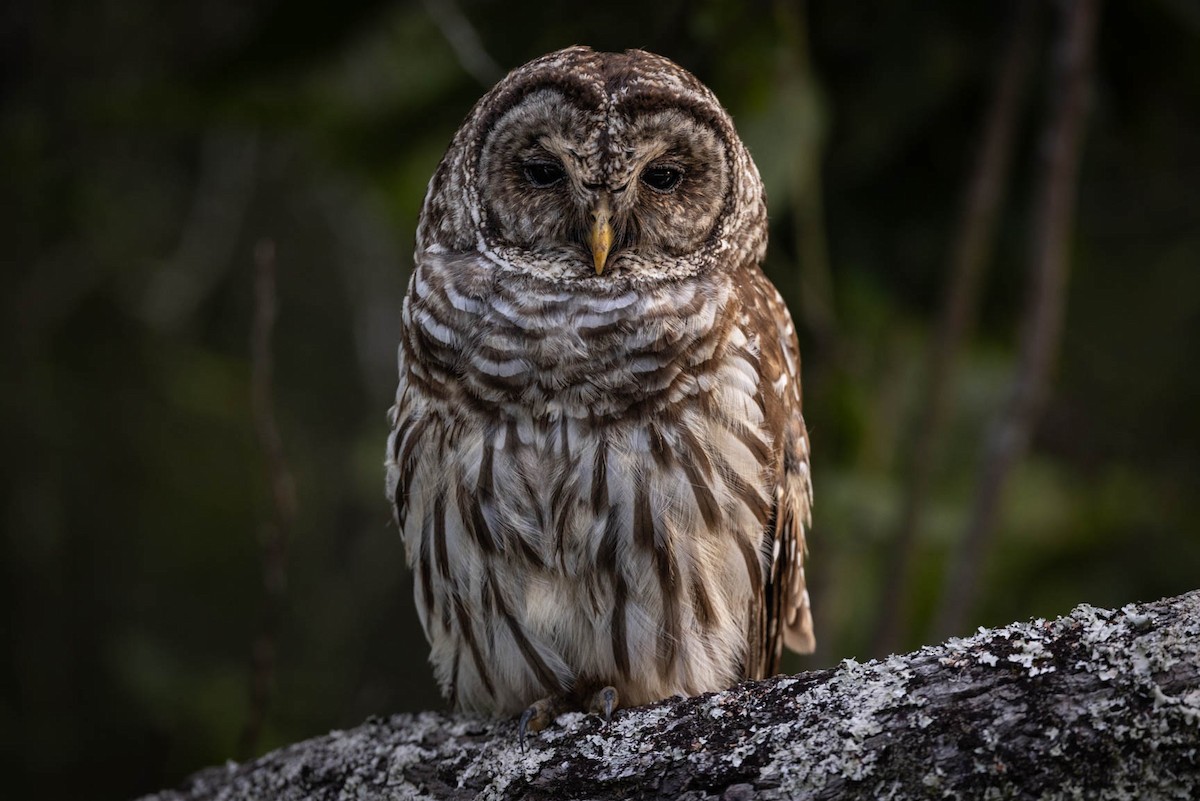 Barred Owl - Laura Weaver