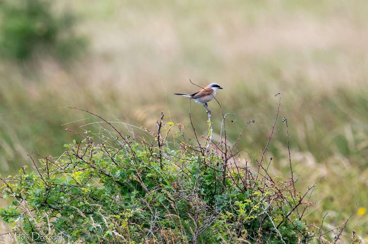 Red-backed Shrike - ML603032611