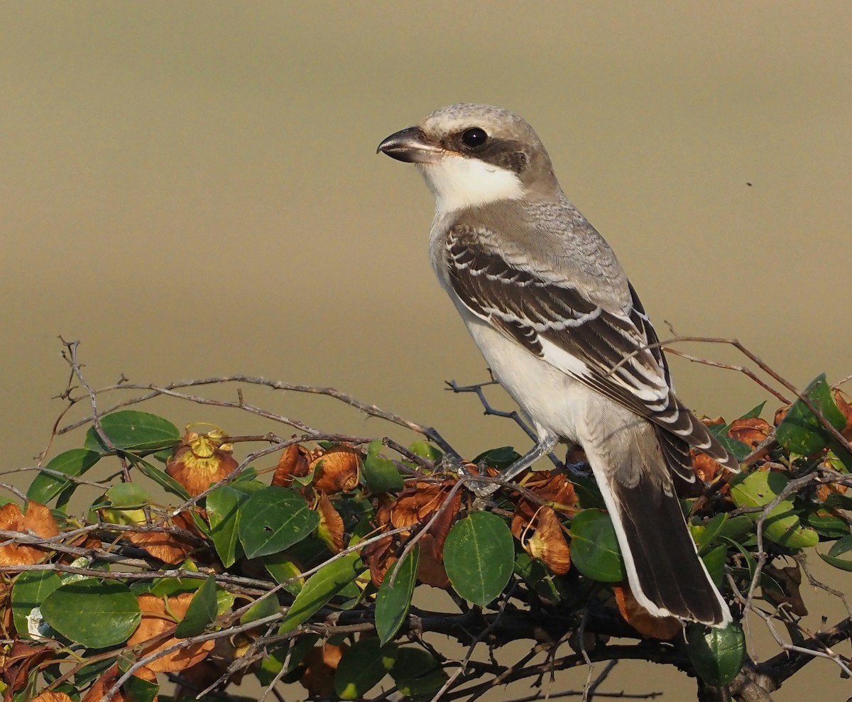 Lesser Gray Shrike - ML603032781