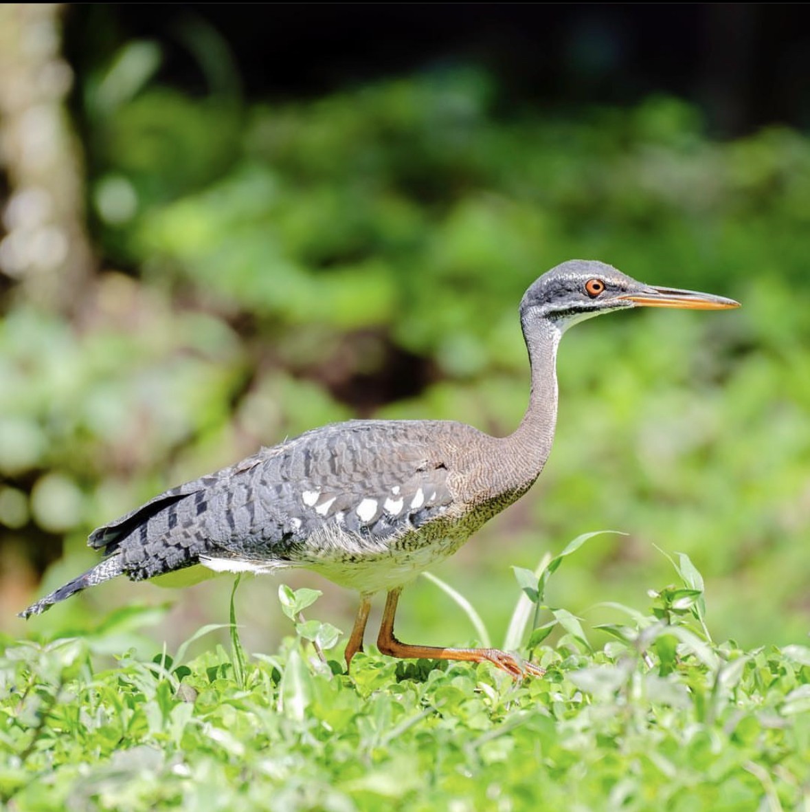 Sunbittern - ML603032801