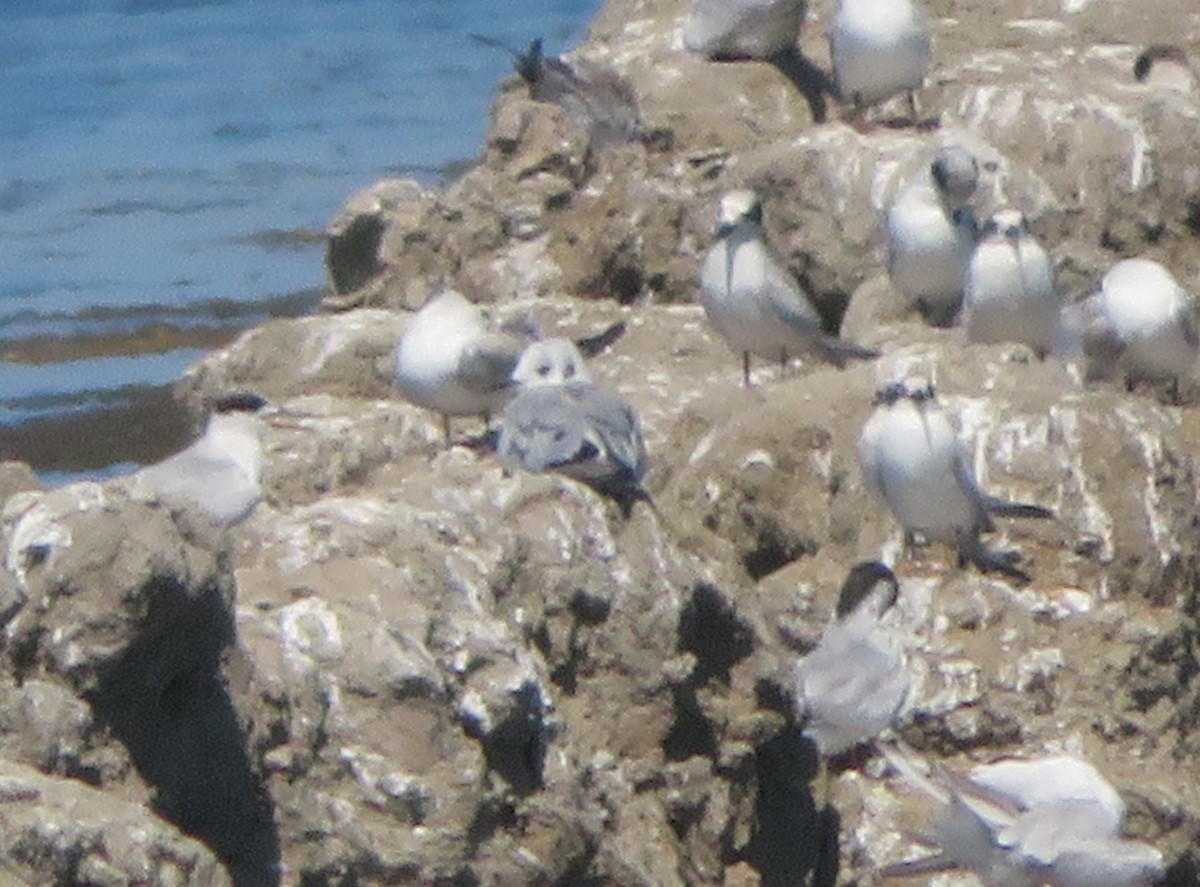 Bonaparte's Gull - ML603033741