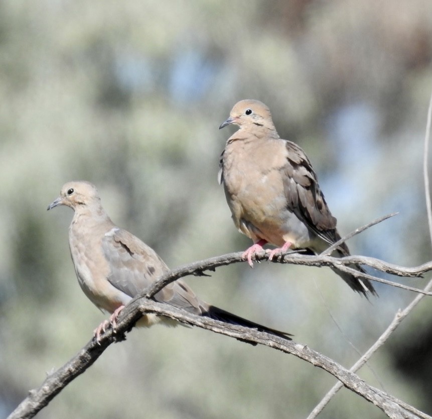 Mourning Dove - ML603033981