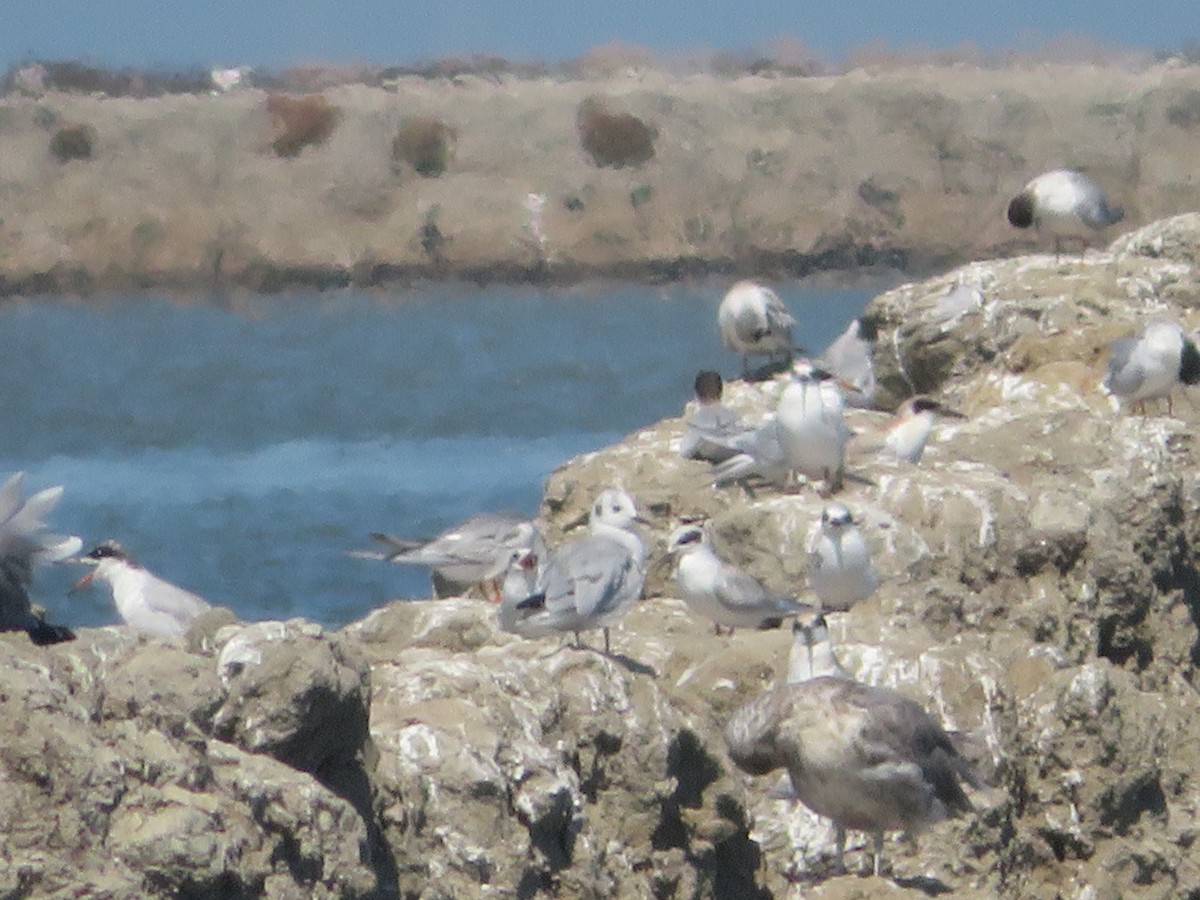 Bonaparte's Gull - ML603034491