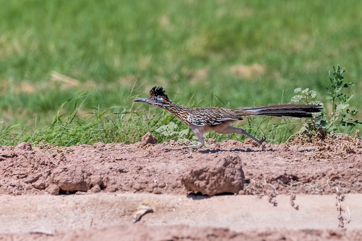 Greater Roadrunner - ML603034681