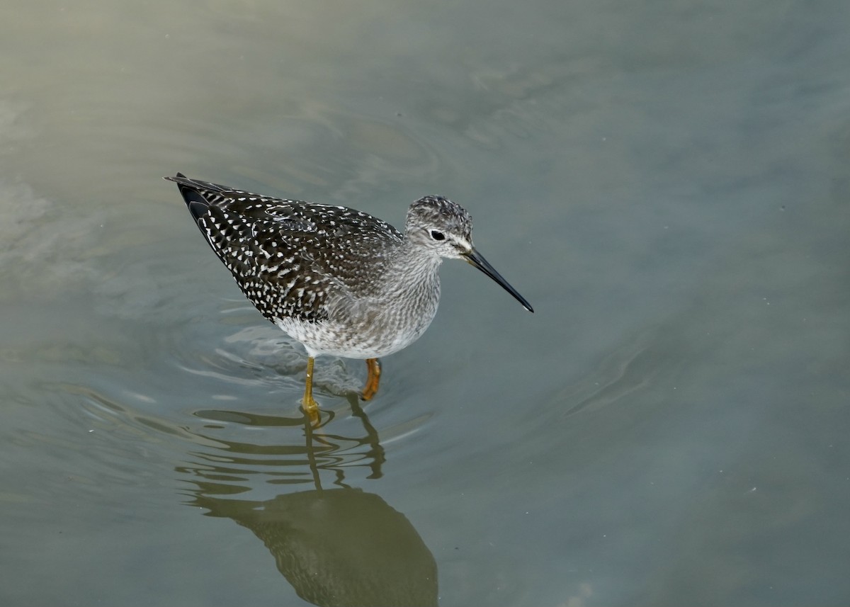 gulbeinsnipe - ML603034971