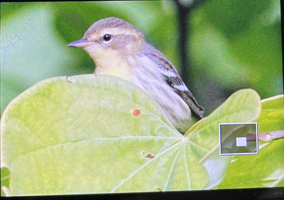 Blackburnian Warbler - ML603035271