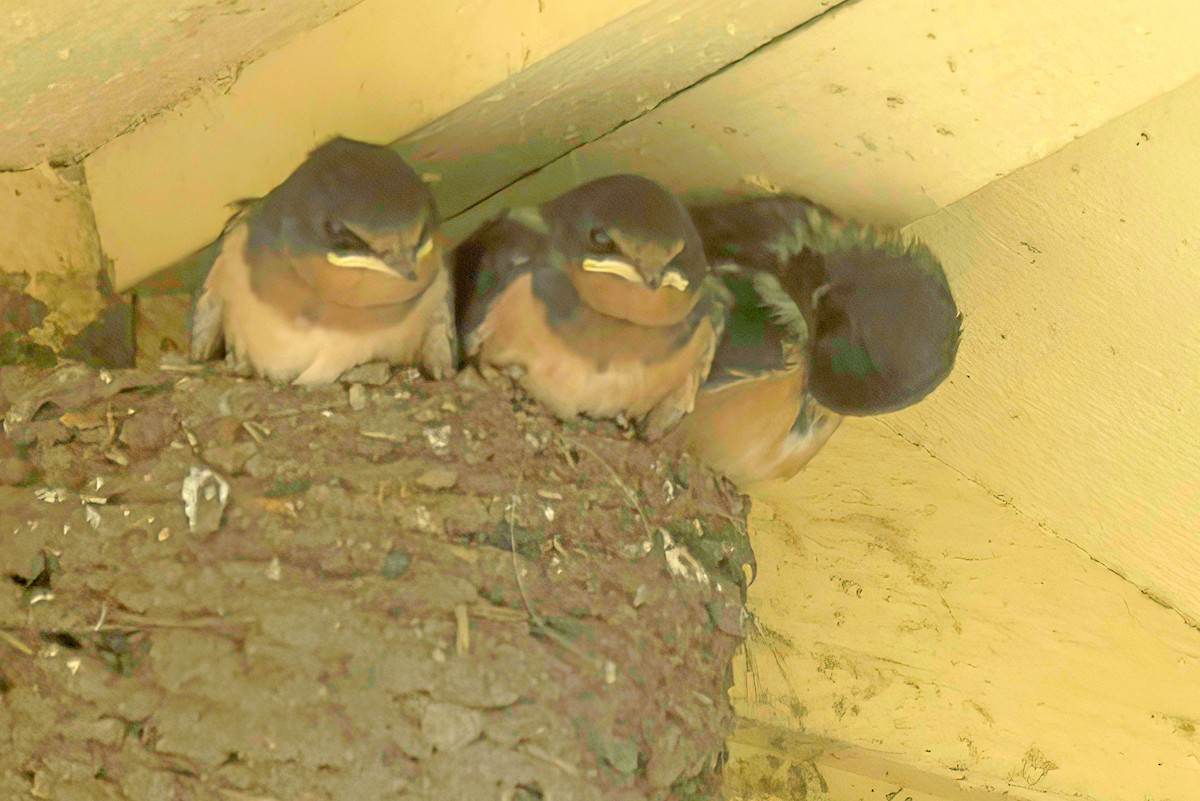 Barn Swallow - ML603035761