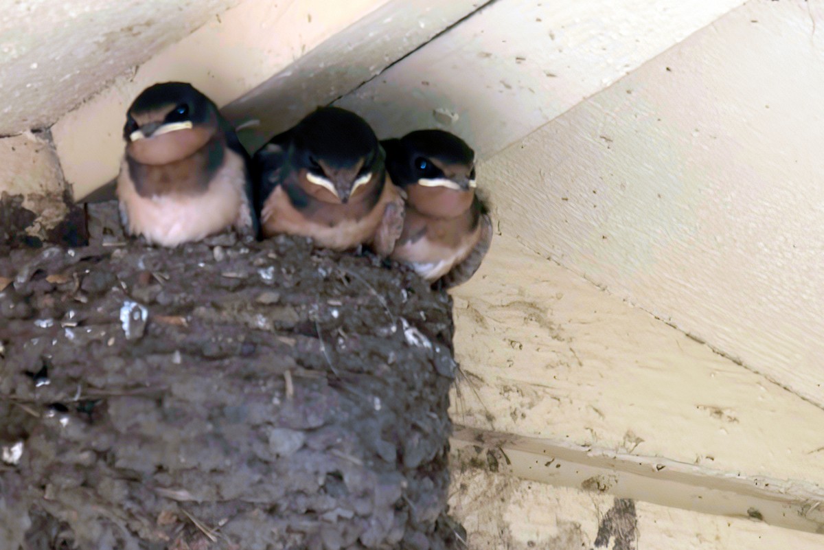 Barn Swallow - Jim Tonkinson