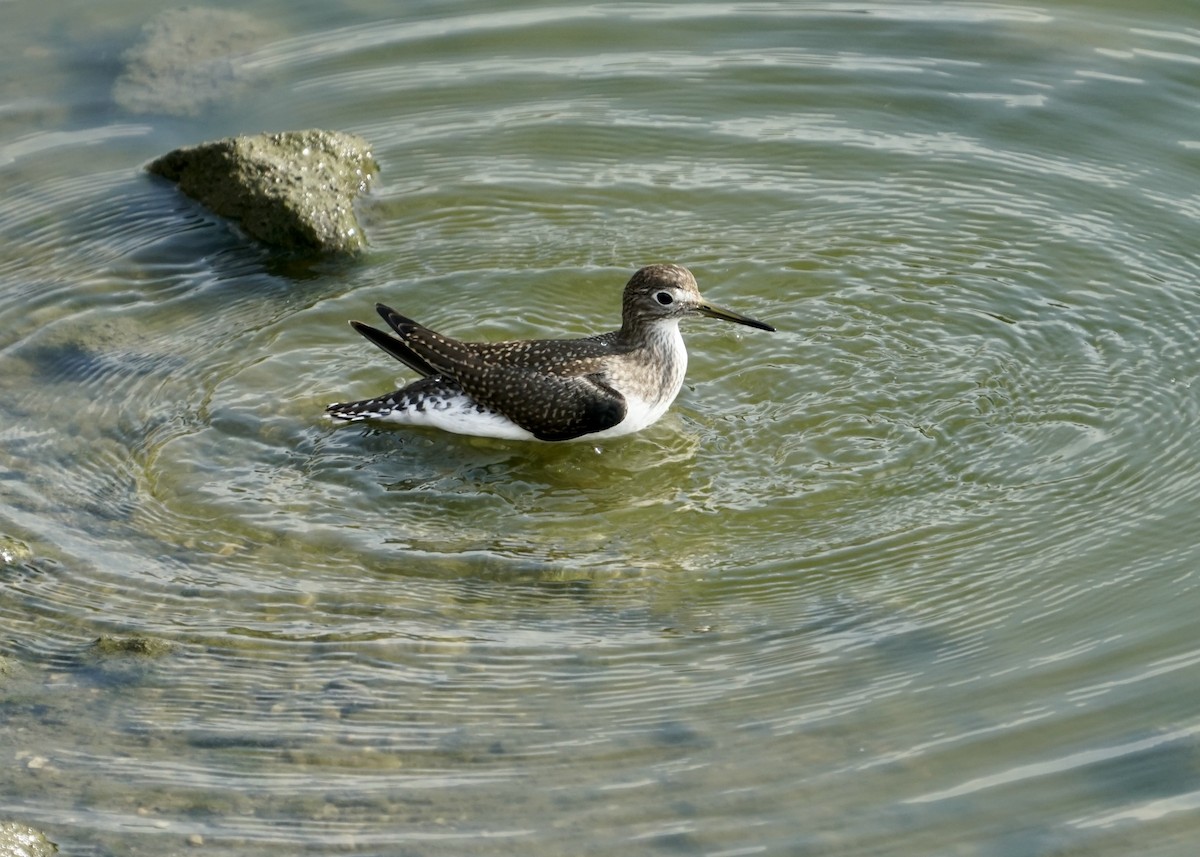 gulbeinsnipe - ML603036231