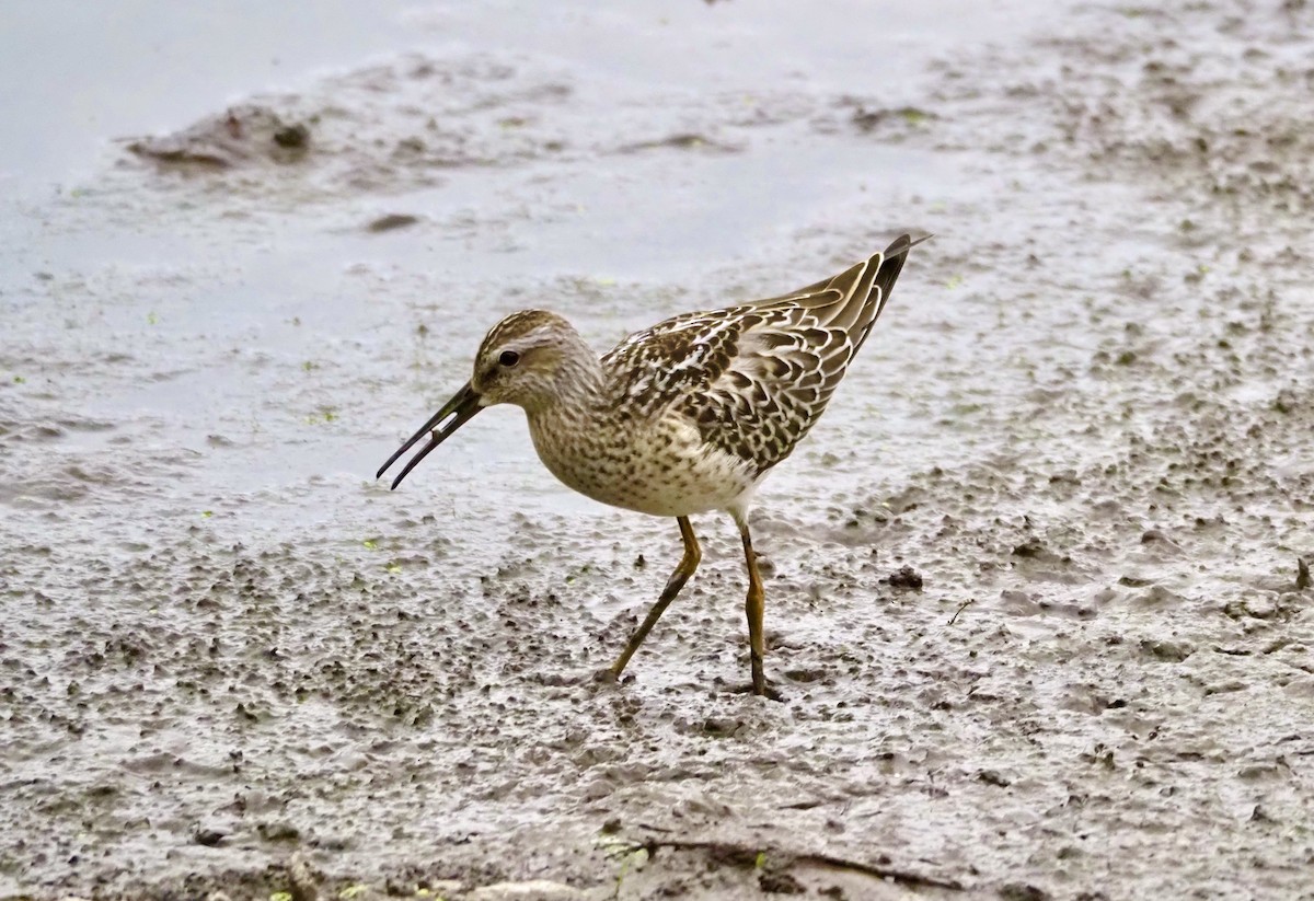 Stilt Sandpiper - ML603036901