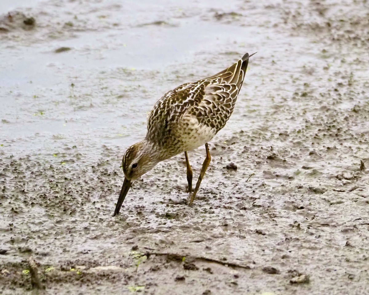 Stilt Sandpiper - ML603036911