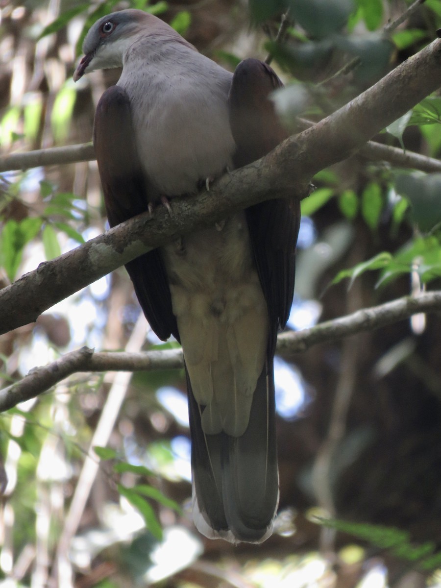 Mountain Imperial-Pigeon - Sreekar Rachakonda