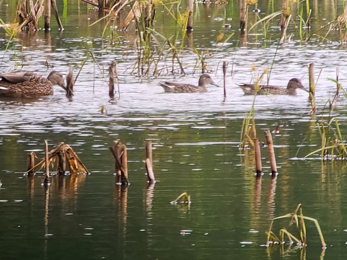 Green-winged Teal - Sean Beckett