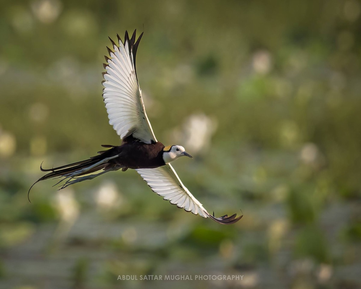 Pheasant-tailed Jacana - ML603038431