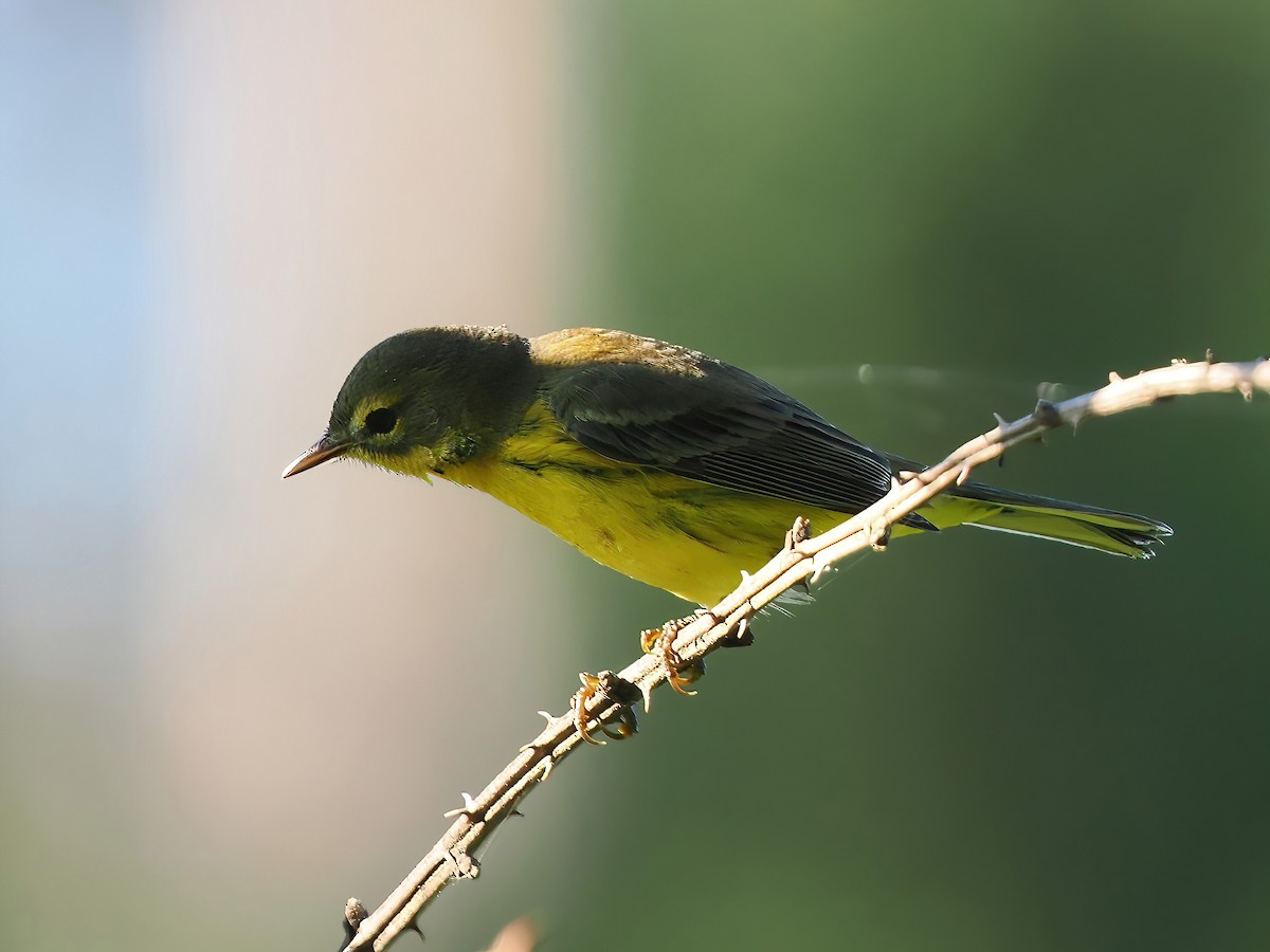 Prairie Warbler - ML603039601