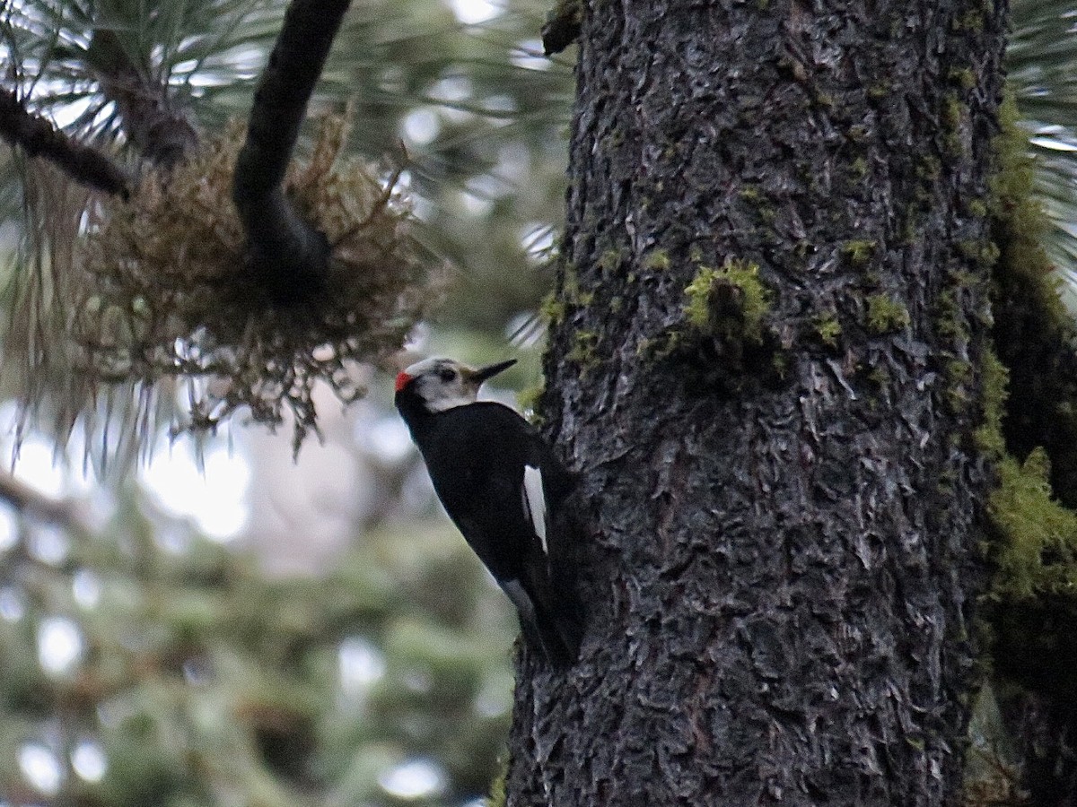 White-headed Woodpecker - ML603039851