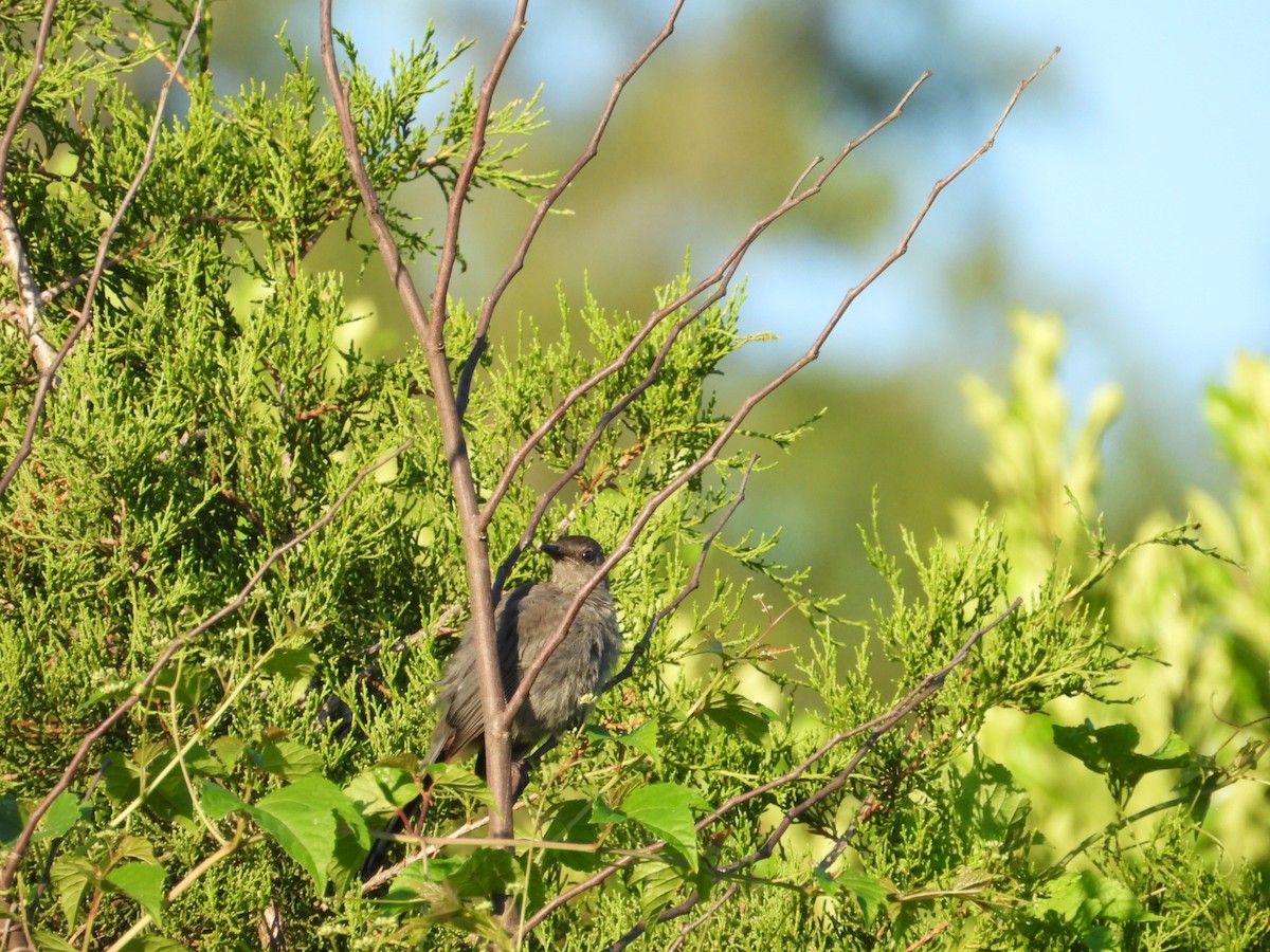 Pájaro Gato Gris - ML603040271