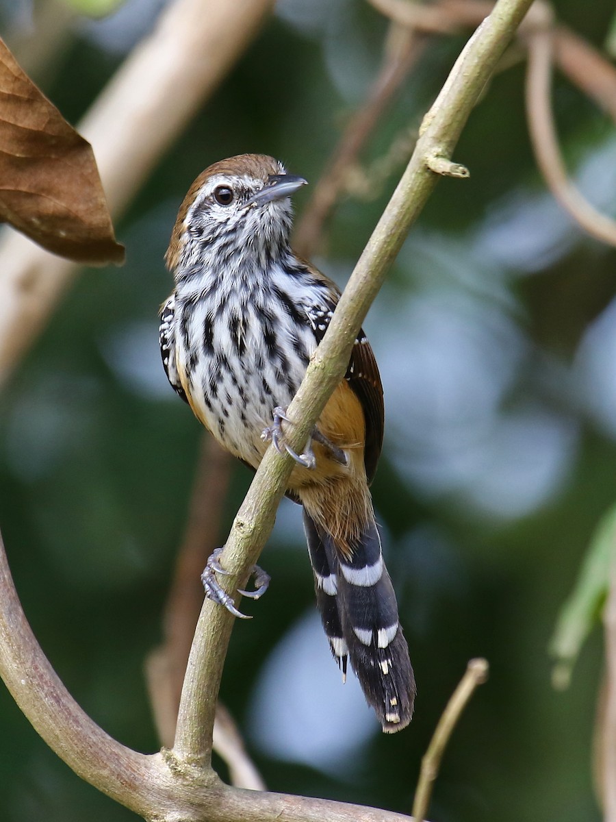 Rusty-backed Antwren - ML60304061