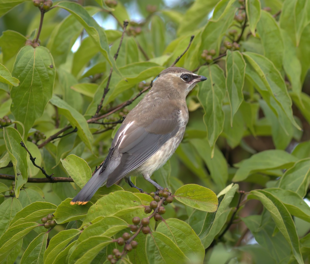 Cedar Waxwing - ML603040961