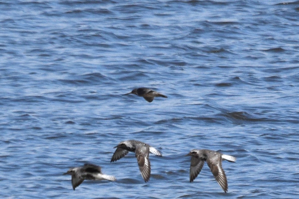 Short-billed Dowitcher - ML603042151