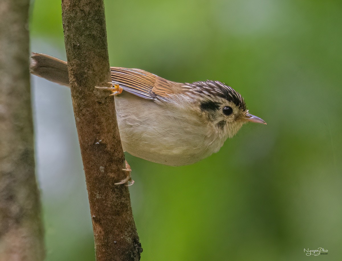 Black-crowned Fulvetta - ML603042431