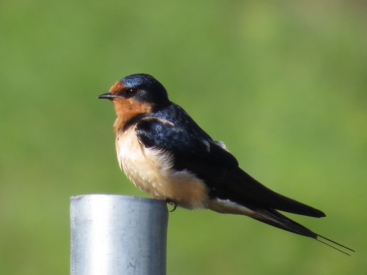 Barn Swallow - ML60304341