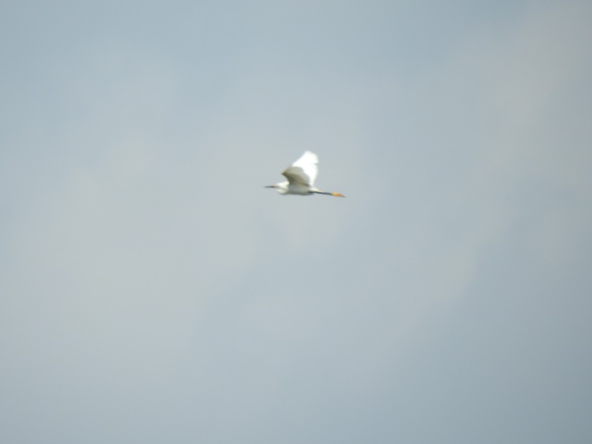 Snowy Egret - ML603044361