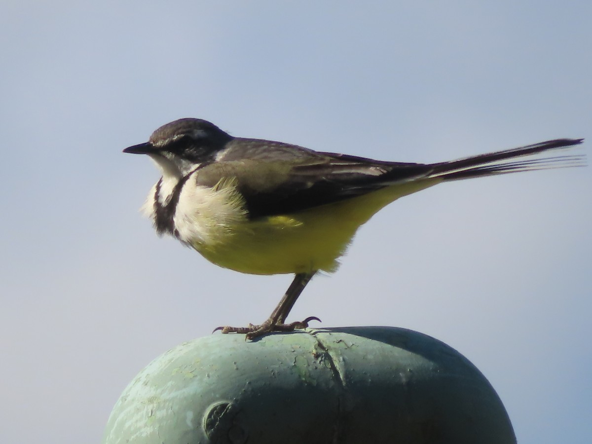 Madagascar Wagtail - ML603044401