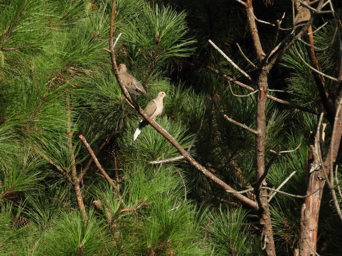 Mourning Dove - ML603044651
