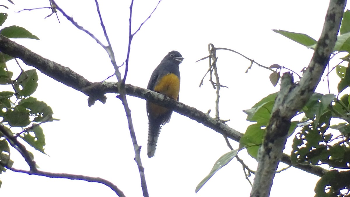 Guianan Trogon - ML603046181