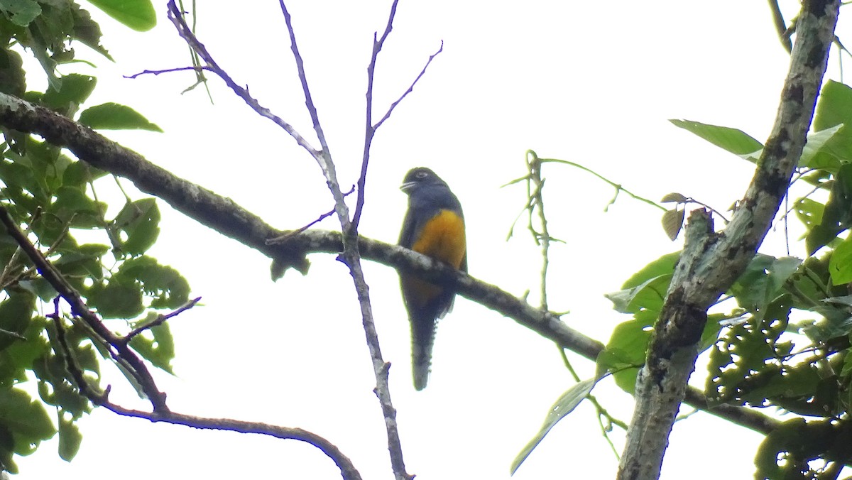 Guianan Trogon - ML603046191