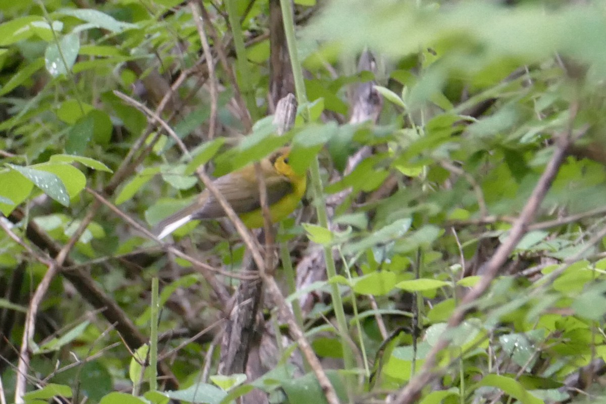Hooded Warbler - ML60304681